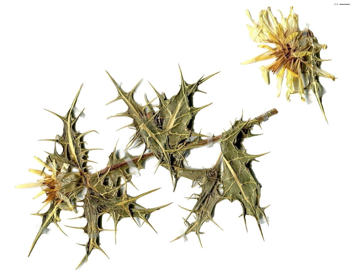 Scolymus hispanicus (Asteraceae)